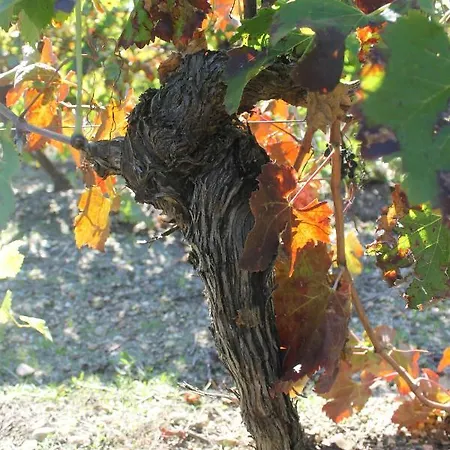 Le Pressoir Ferienhaus