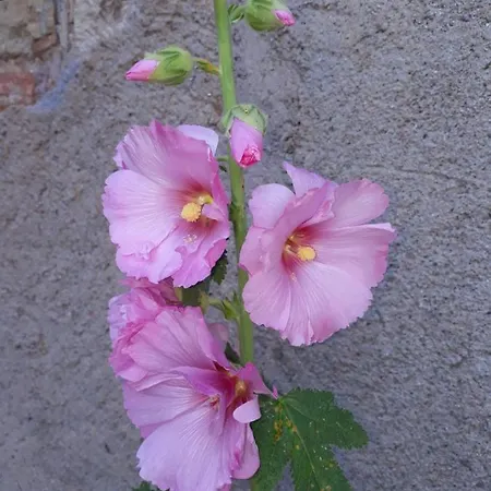 בית נופש Le Pressoir