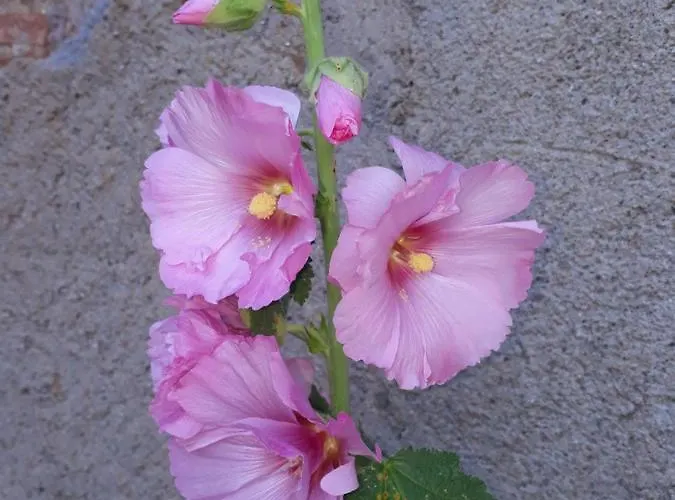 Vakantiehuis Le Pressoir